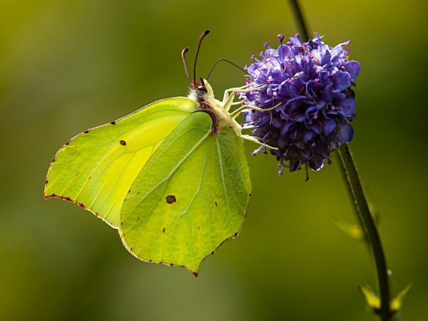 Brimstone butterfly photographed by Roger Butterfield
