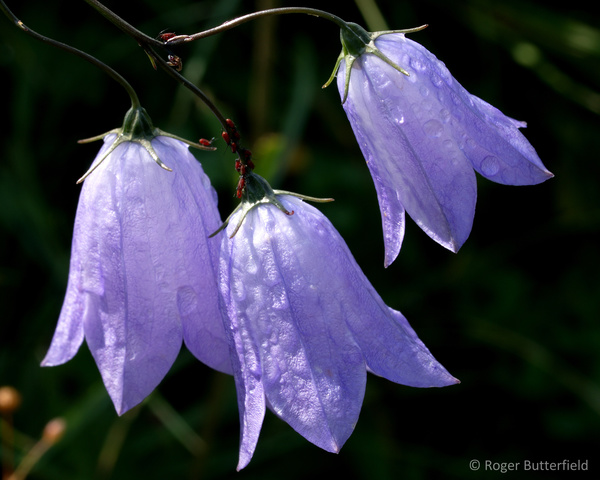 Harebells photographed by Roger Butterfield