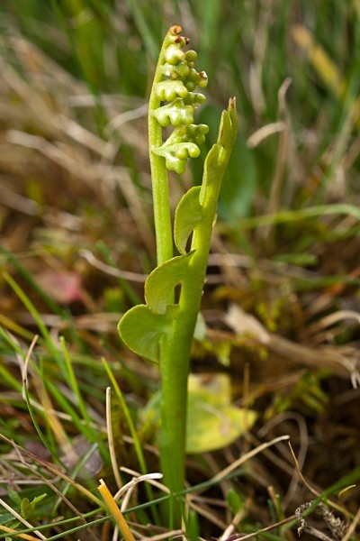 Common Moonwort #01 - Deep Dale Nature Reserve
