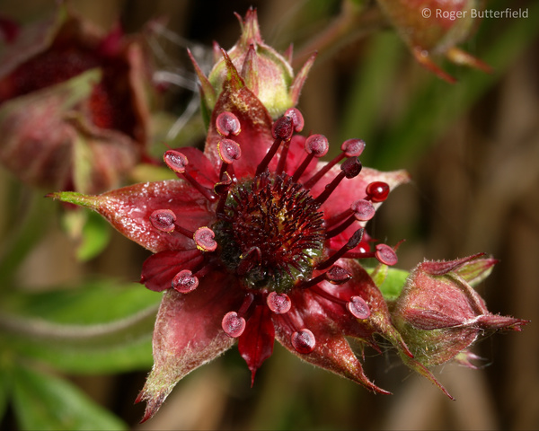 Marsh Cinquefoil photographed by Roger Butterfield