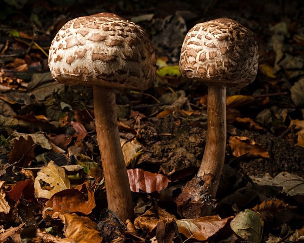Shaggy Parasol mushroom, photographed by Roger Butterfield.