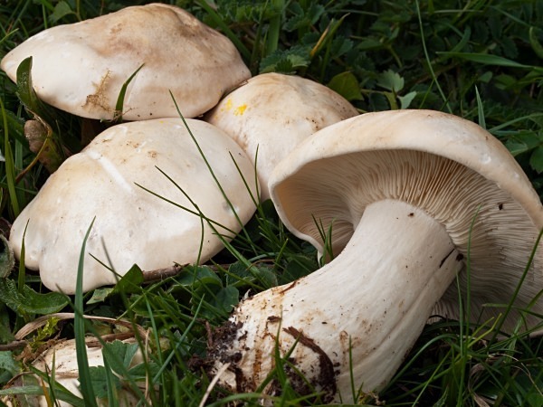 'St George's Mushrooms', photographed by Roger Butterfield.