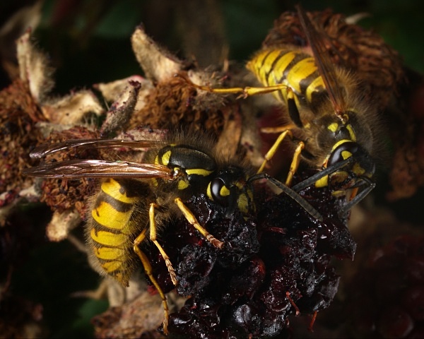 Feasting Wasps - Autumn