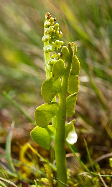 Common Moonwort #02 - Deep Dale Nature Reserve
