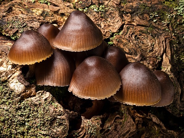 'Mycena' mushrooms, photographed by Roger Butterfield.