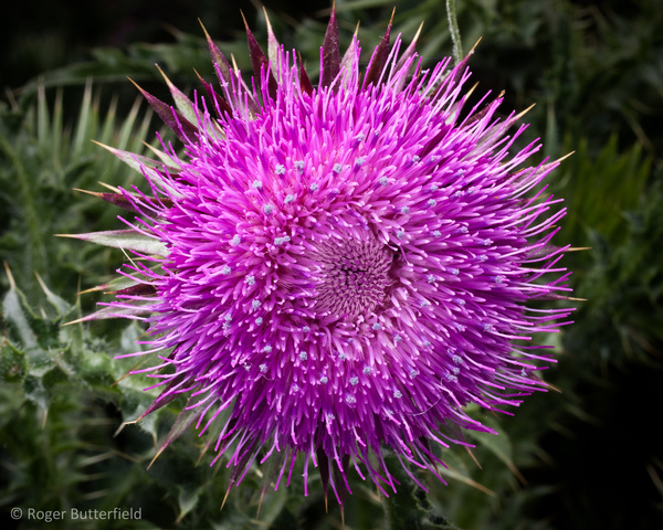 Musk Thistle photographed by Roger Butterfield