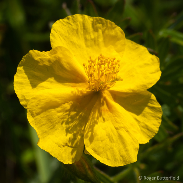 Common Rock-rose photographed by Roger Butterfield