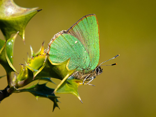 Green Hairstreak butterfly photographed by Roger Butterfield
