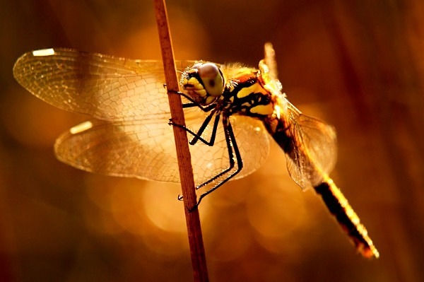 Black Darter dragonfly photographed by Roger Butterfield