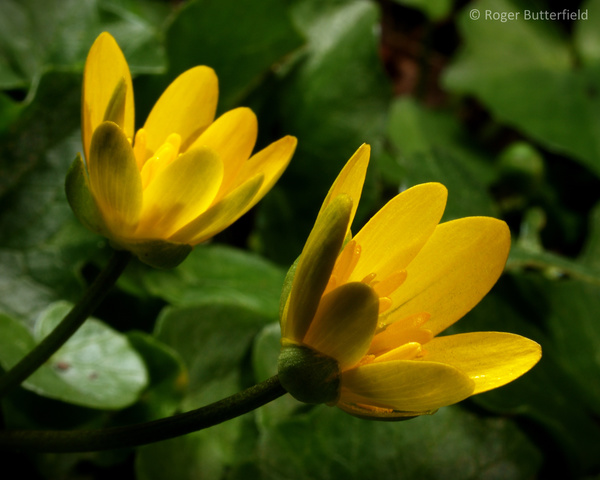 Lesser Celandine photographed by Roger Butterfield
