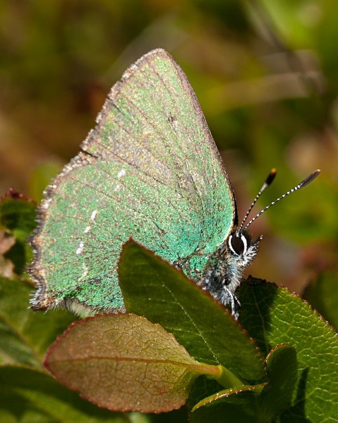 Photograph of Green Hairstreak butterfly by Roger Butterfield