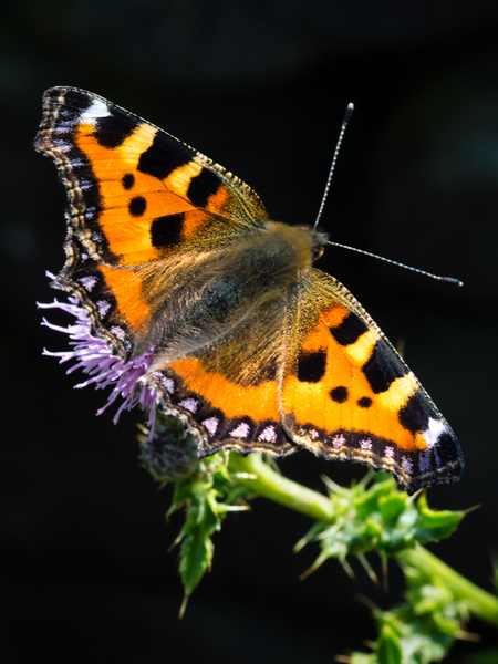 Small Tortoiseshell butterfly photographed by Roger Butterfield
