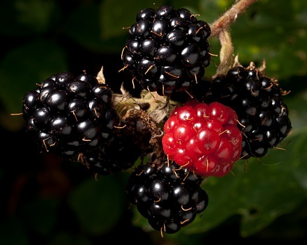 Blackberries #2 - Berries & Fruit
