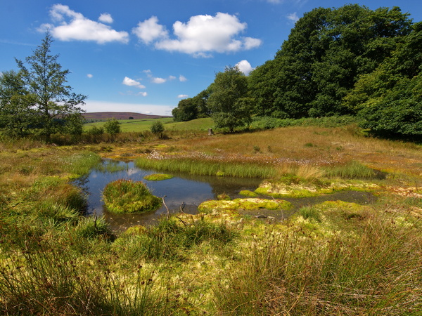 Rocher Bog (02) - Yorkshire