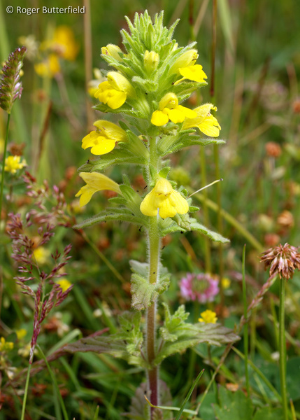Yellow Bartsia photographed by Roger Butterfield