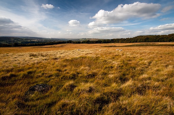 Wharncliffe Chase, photographed by Roger Butterfield.