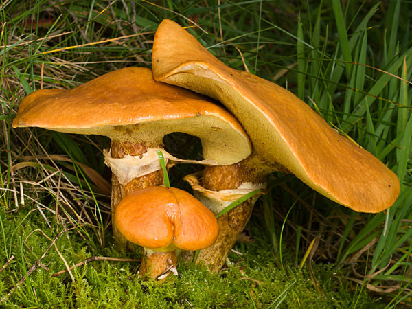 'Larch Bolete' mushrooms, photographed by Roger Butterfield.