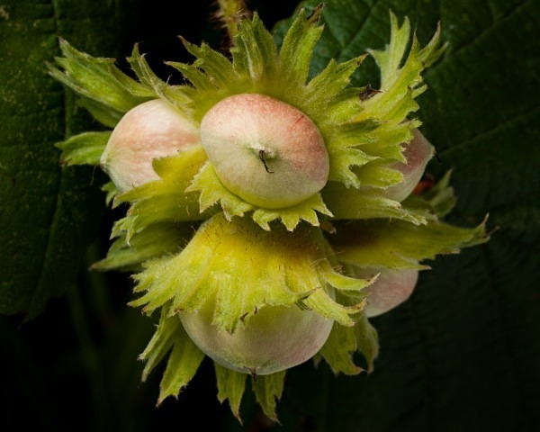 Hazel nuts photographed by Roger Butterfield