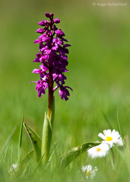 Early-purple Orchid photographed by Roger Butterfield