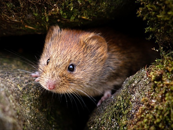 Bank Vole photographed by Roger Butterfield