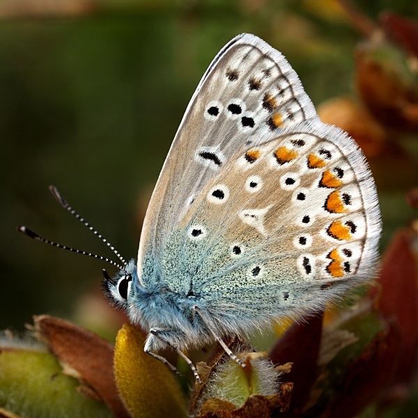 Common Blue butterfly photographed by Roger Butterfield