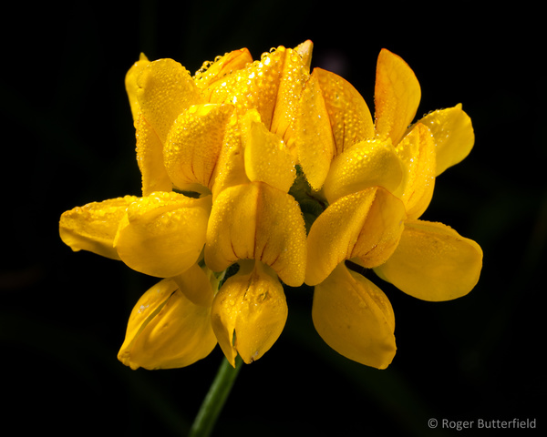 Greater Bird's-foot-trefoil photographed by Roger Butterfield
