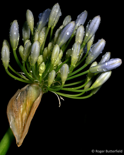 Agapanthus photographed by Roger Butterfield