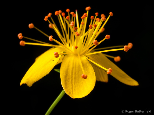 Slender St John's-wort photographed by Roger Butterfield