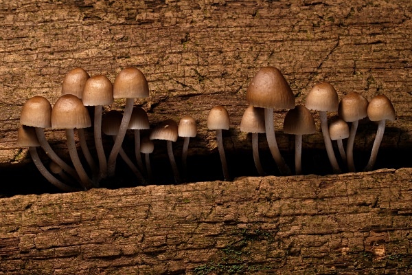Fungi #1 - Autumn