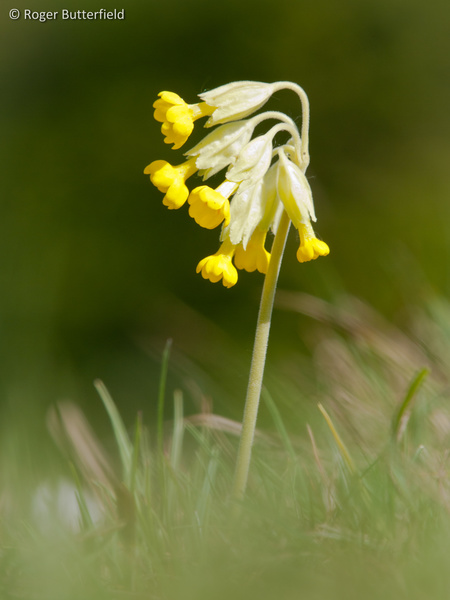 Cowslip photographed by Roger Butterfield