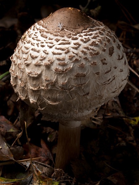 'Shaggy Parasol' mushroom, photographed by Roger Butterfield.