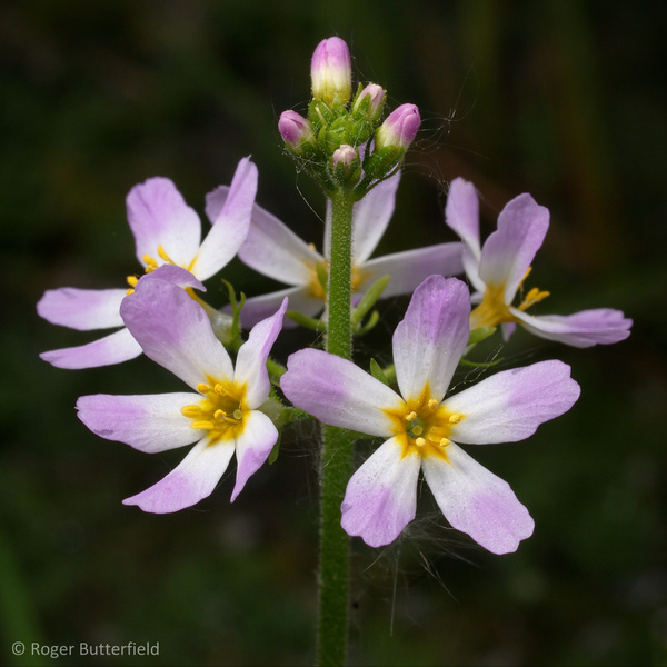 Water-violet photographed by Roger Butterfield