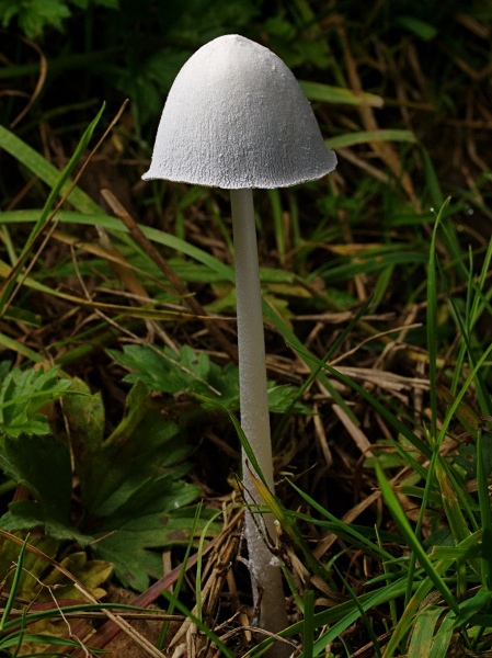 Snowy Inkcap mushroom, photographed by Roger Butterfield.
