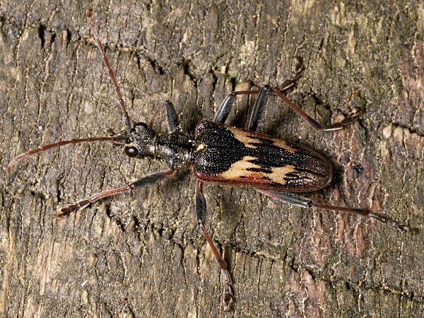 Two-banded Longhorn Beetle - Beetles