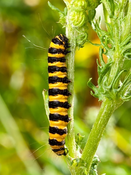 Cinnabar Moth Caterpillar photographed by Roger Butterfield