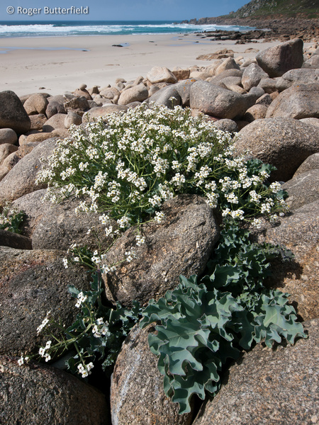 Sea Kale photographed by Roger Butterfield