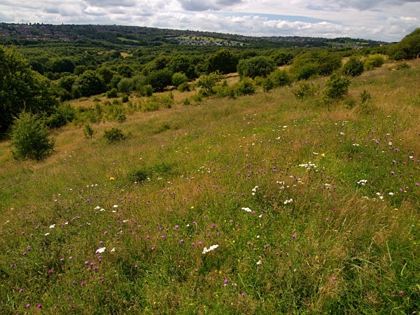 Sally Clark's Meadow - Shire Brook Valley