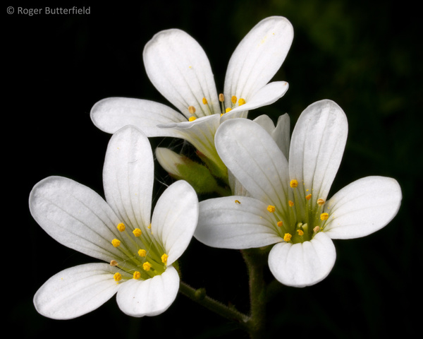 Meadow Saxifrage photographed by Roger Butterfield