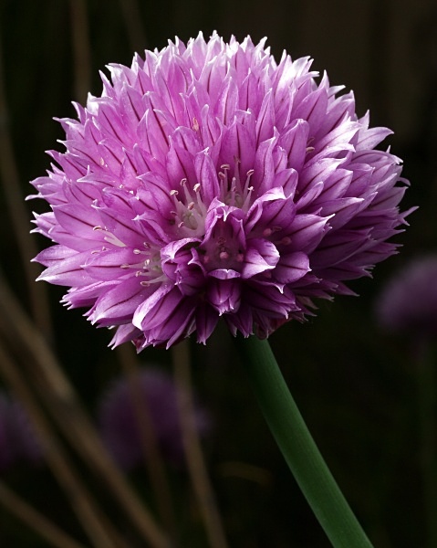 Allium schoenoprasum - Sharrow School's Green Roof