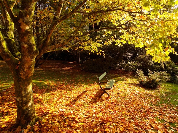 Trengwainton - Autumn