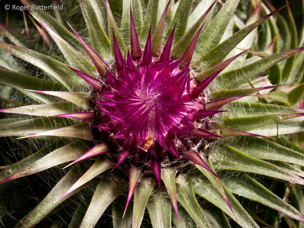Musk Thistle photographed by Roger Butterfield