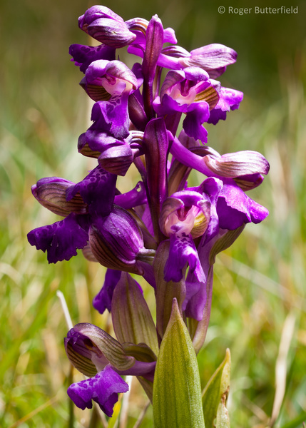 Green-winged Orchid photographed by Roger Butterfield