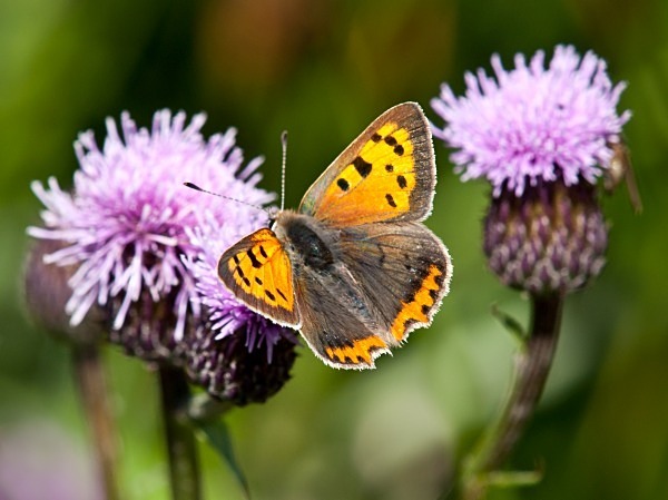 Photograph of Small Copper butterfly by Roger Butterfield