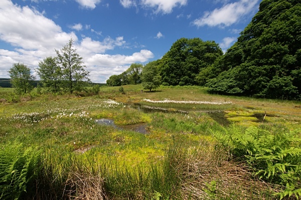 Rocher Bog - Water & Wetland