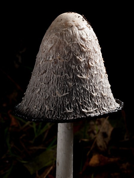 'Shaggy Inkcap' mushroom, photographed by Roger Butterfield.