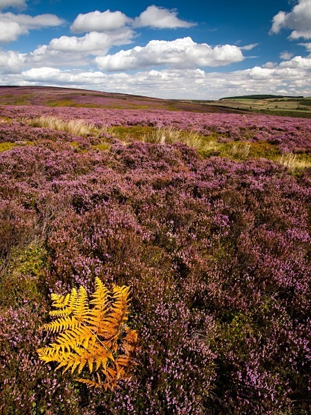 Bradfield Moors - Landscapes & Habitats