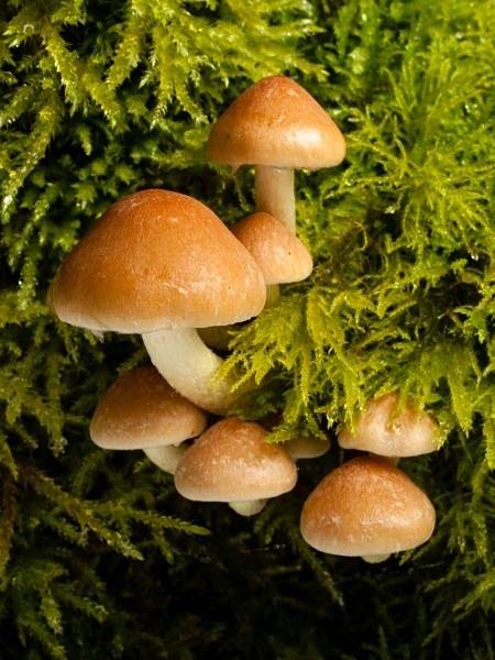'Sulphur Tuft' mushrooms, photographed by Roger Butterfield.