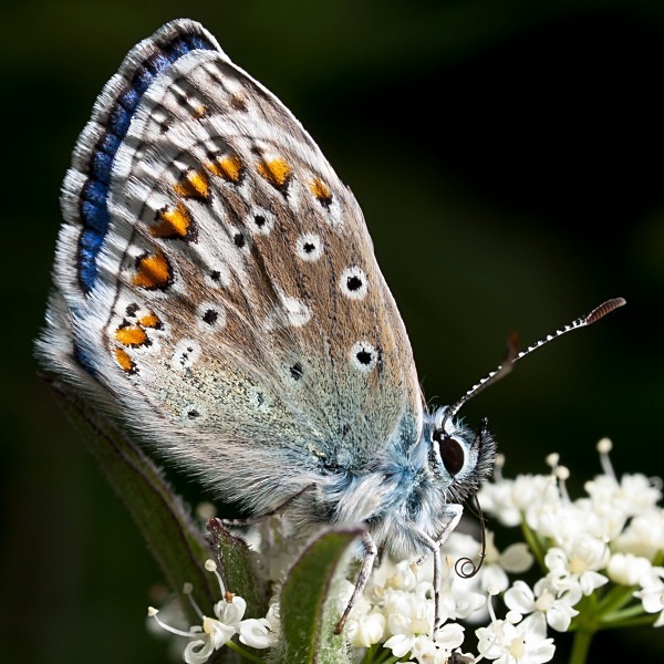 Common Blue butterfly photographed by Roger Butterfield
