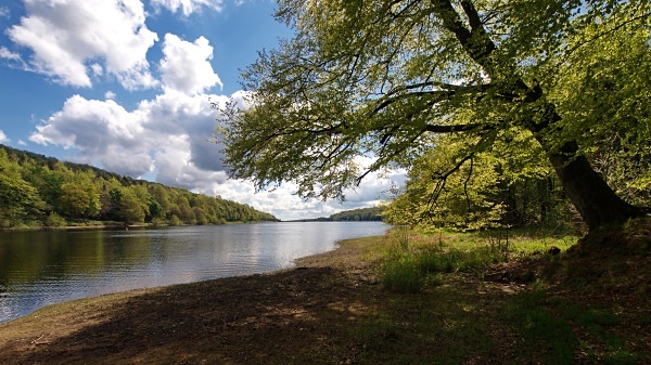 Damflask Reservoir - Water & Wetland