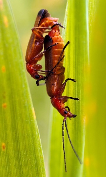 Common Red Soldier Beetle - Beetles